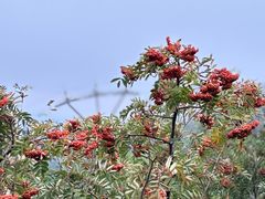 -泰山风景名胜区