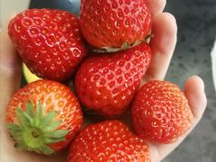 草莓-农园餐厅(北京大学店)