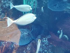 -长隆海洋王国自助餐厅(横琴湾店)