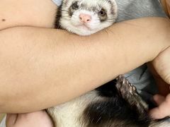 -爱侣宠医·鹦鹉专科·小型哺乳类·异宠专科(灵石路店)