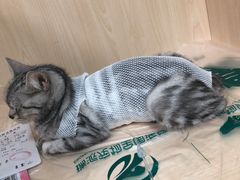 -瑞派宠物医院·24h·骨外科·皮肤科·全科宠物医疗转诊中心(沈阳浑南院)