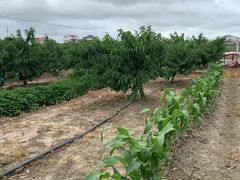 -南汇老顾农家乐采摘大团水蜜桃采摘店