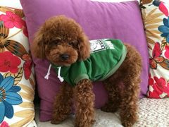 iphone_upload_pic-爱宠屋pet shop·宠物洗澡·宠物美容