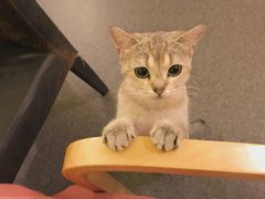 -猫色咖啡·猫咖