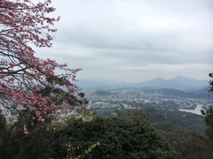 -风云岭森林公园