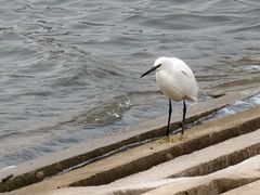 -碧海金沙