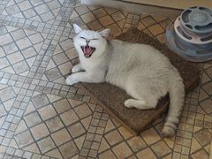 -宠物星动物医院·眼科·异宠·猫科(江南大道总院)