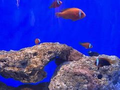 -海合安武汉极地海洋公园