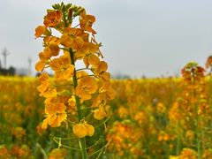 -中国天府农业博览园