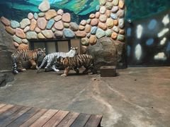 -上海野生动物园