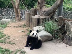 -都江堰中华大熊猫苑