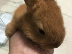 -中环花鸟鱼虫市场