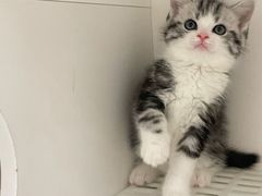 -lincat·猫舍(广州店)
