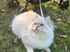 -创凡宠物医院·骨专科  猫科中心(西乡分院)