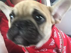 -1013 PET SHOP 宠物商店(近铁城市广场店)