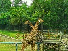 -西安秦岭野生动物园