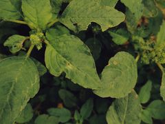 -紫海香堤香草艺术庄园