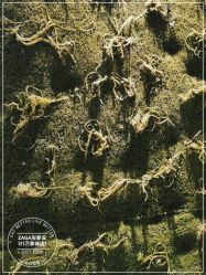 -扎嘎形象设计