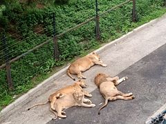 -大连森林动物园