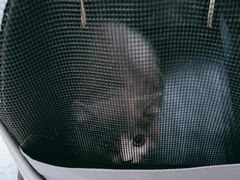 -爱侣·安琦尔宠物医院·中兽医针灸·心内科·狂犬免疫点(宝山区院)