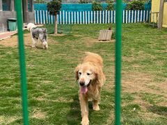 -趣玩宠物乐园寄养训犬训狗游泳池