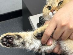 -伟伟宠物医院·CT影像中心·瑞派犬猫综合性门诊(汉口总院)