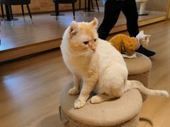 -猫腻·猫咖·撸猫馆(星光大道店)