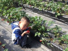 -甜心庄园·甜心草莓采摘园(西青中北店)
