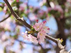 -海棠花溪(元大都城垣遗址公园)