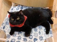 -滚猫咖啡·猫咖·猫友好撸猫(未来城店)