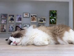 -藏猫猫咖啡主题馆(中央大道店)