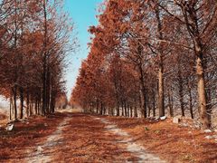 -上海海湾国家森林公园
