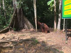 -巴哥国家公园