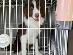 -翊宠yipet猫狗购宠庄园犬舍•猫舍