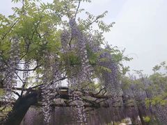 -嘉定紫藤园