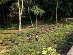 -滴水岩森林公园