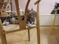 -猫咪派对(江南西店)