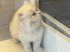 -柚子猫舍·精品猫舍购猫·猫咪认养·购宠·宠物店