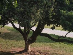 -红花山公园