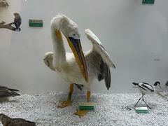 -盐城丹顶鹤湿地生态旅游区