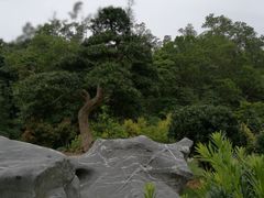 -深圳仙湖植物园