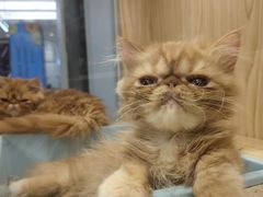 -屋虎猫馆(宝安大仟里店)
