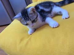 -翊宠yipet猫狗购宠庄园犬舍•猫舍