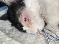 -北京观赏动物医院·24小时大型综合·猫专科·异宠专科