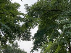 -北京西山国家森林公园