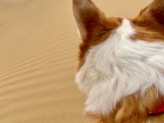 -亿利库布其七星湖沙漠生态旅游区