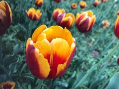 -长春公园(普阳街道)