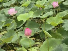 -洪湖生态旅游区