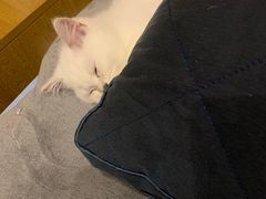 -lincat·猫舍(广州店)