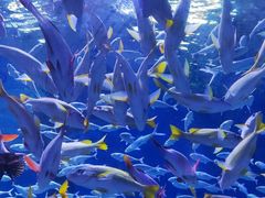 -海合安武汉极地海洋公园